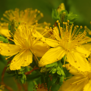 Echtes Johanniskraut 'Hypericum perforatum' Blüte